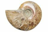 Polished Cretaceous Ammonite (Cleoniceras) Fossil - Madagascar #216115-1